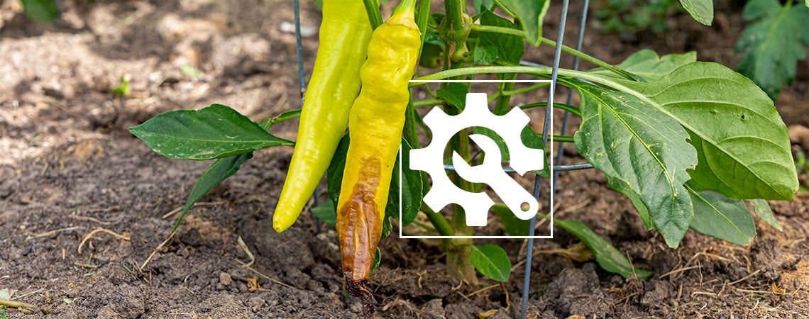 Como lidar com a podridão-apical em pimentos picantes