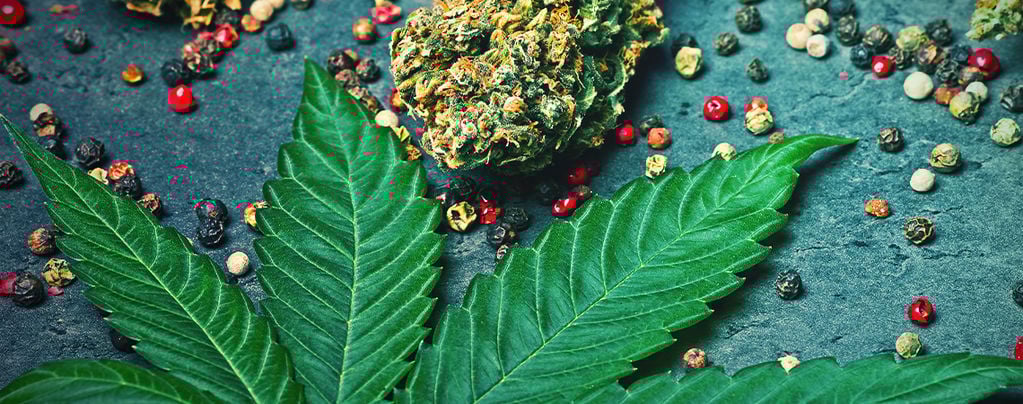 What Is Caryophyllene In Cannabis?