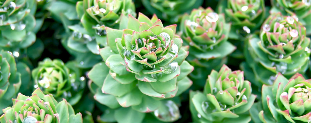 Guia completo da Rhodiola