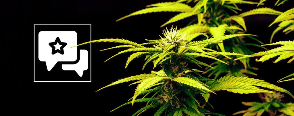 Candy Rain: Cannabis Strain Review & Information