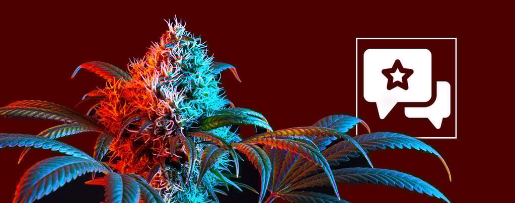 Strawberry Cough: Cannabis Strain Review & Information