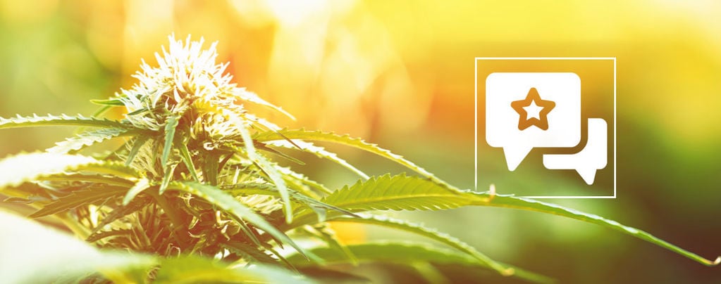 Biscotti: análise e informações sobre a variedade de cannabis