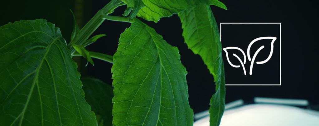 How To Grow Salvia Divinorum