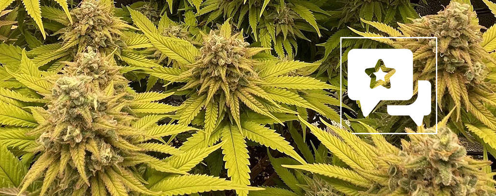 Análise da variedade: Kosher Kush