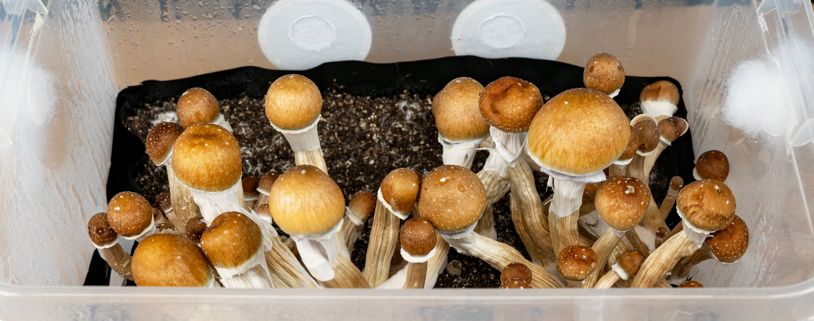 Como cultivar cogumelos mágicos num monotub
