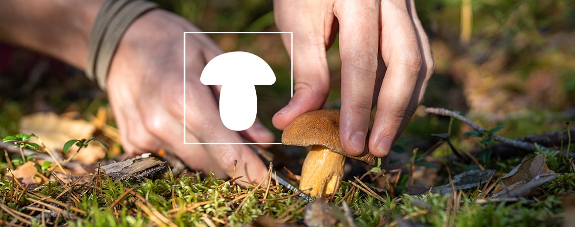 How & Why to Grow Mushrooms (Starter Guide)
