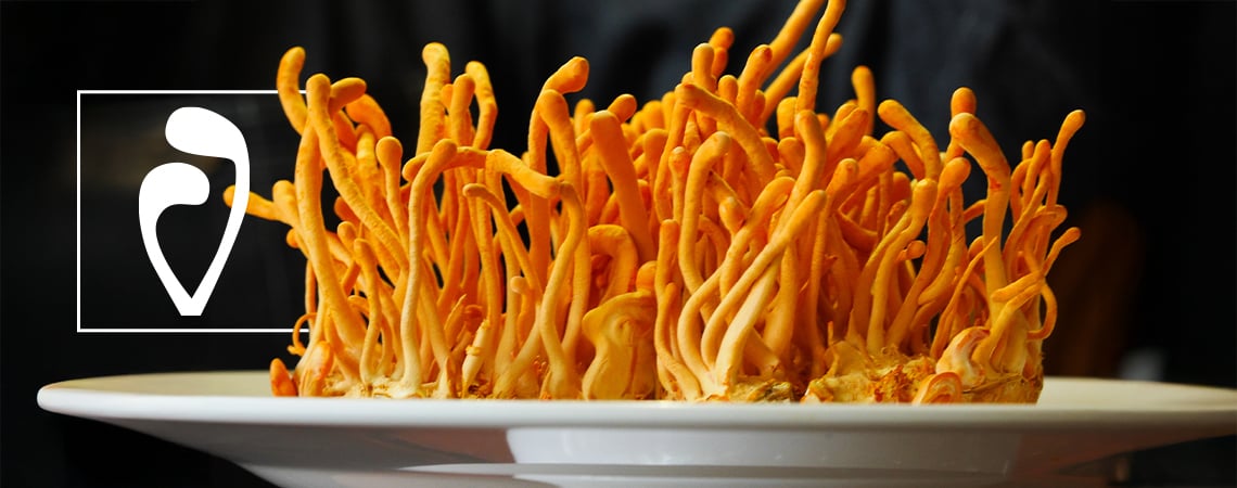 Como cultivar cogumelos Cordyceps