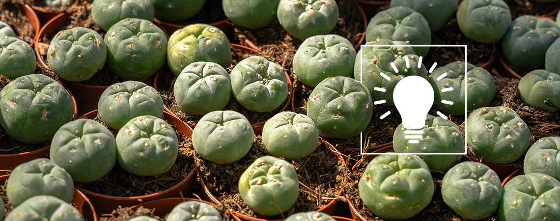 Consumo de Peyote: tudo o que precisa de saber antes de experimentar