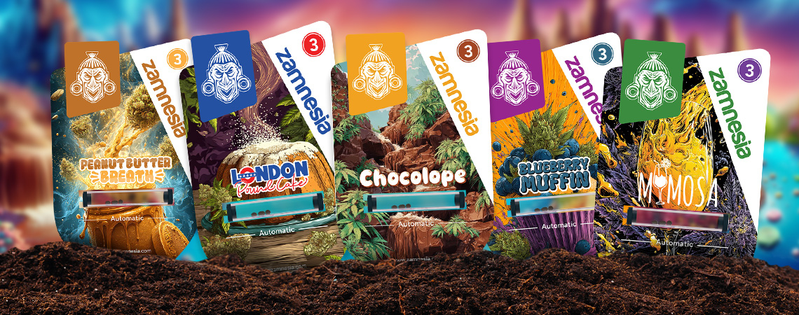 Sugar Valley Showcase das Strains Zamnesia:  um mundo moldado pela doçura