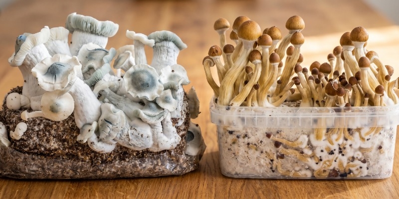 Kits de Cultivo de Cogumelos Mágicos vs. Sacos Ready-2-Grow