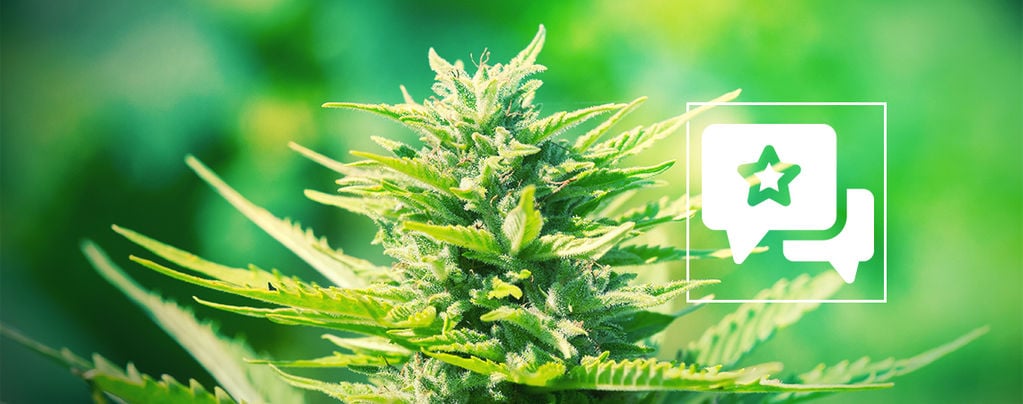 Chemdawg: análise e informações sobre a variedade de cannabis