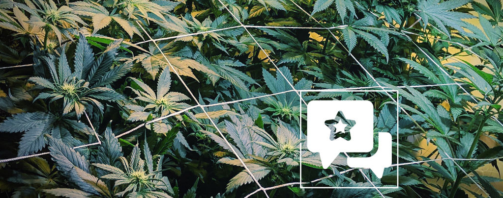 Análise da variedade: Casey Jones