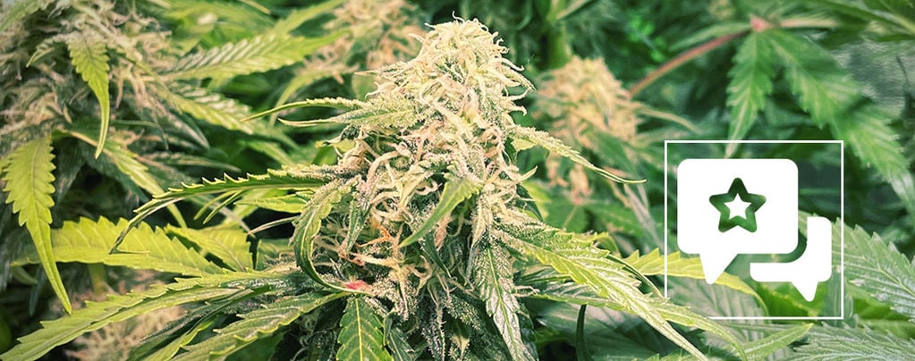 Análise da variedade: Pineapple Kush
