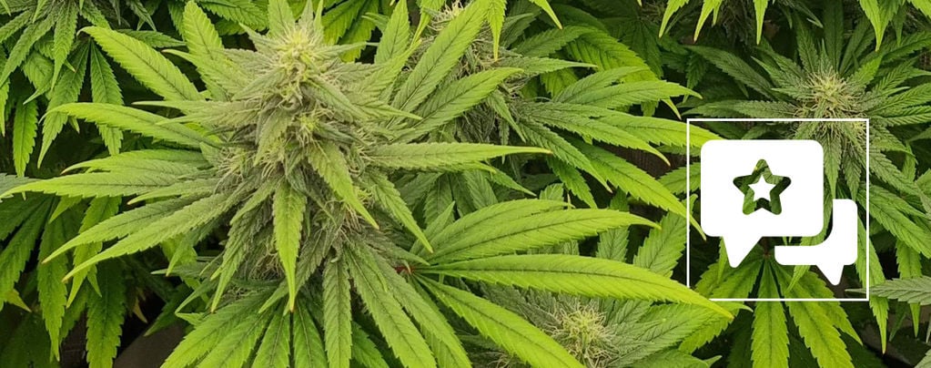 Análise da variedade: Pineapple Chunk