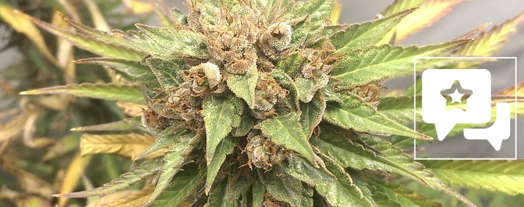 Análise da variedade: Durban Poison