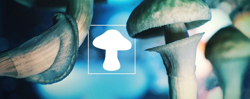 O cogumelo – o nosso amigo extraterrestre vindo do espaço?