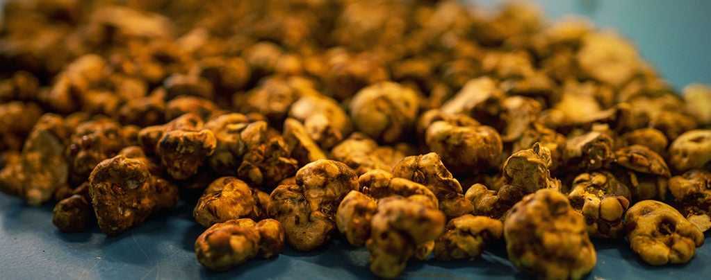 Truffle Biology: Why do Fungus Make Sclerotia?
