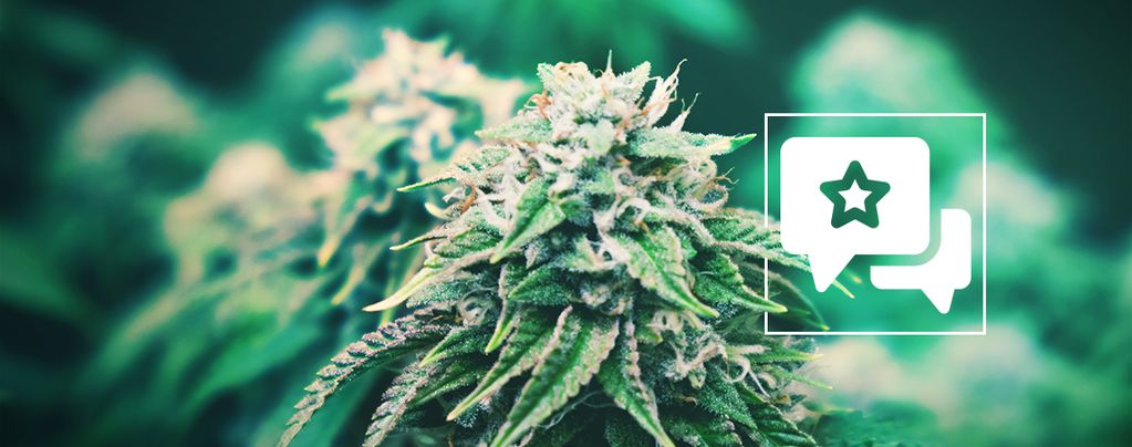 Agent Orange: análise e informações sobre a variedade de cannabis