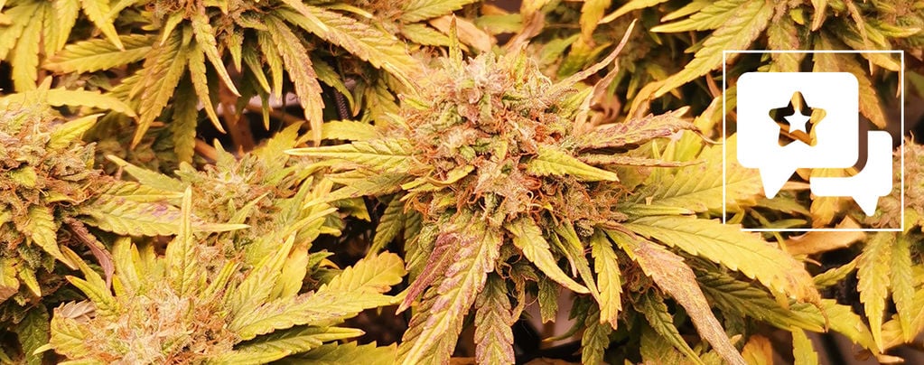 Análise da variedade: Liberty Haze