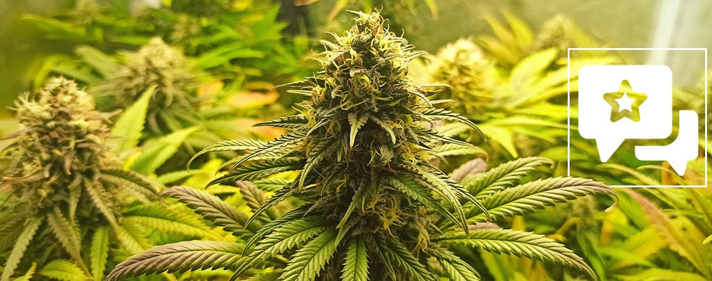 Análise da variedade: Super Critical