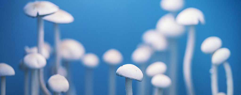 Cogumelos mágicos: As verdadeiras pedras filosofais?