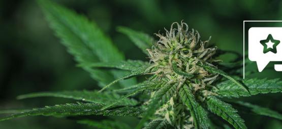 Sensi Skunk: análise e informação sobre a variedade de canábis