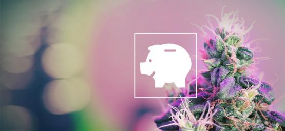 Como cultivar cannabis em casa com um orçamento limitado, dentro e fora de casa