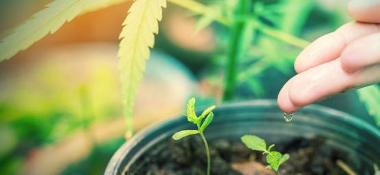 Qual é a melhor água para plantas de canábis?