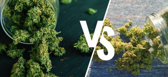 Cannabis cultivada em interior vs exterior: qual é a melhor opção?