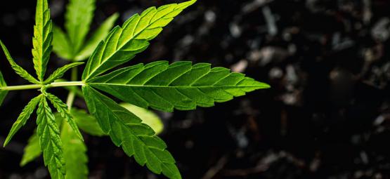 Como utilizar ácido húmico e fúlvico em plantas de canábis