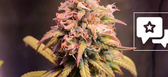 Análise da variedade: Shining Silver Haze (Royal Queen Seeds)