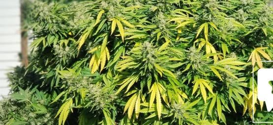Análise da variedade: Critical Kush