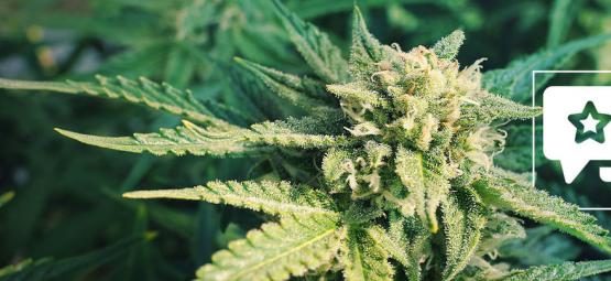 Blueberry: análise e informações sobre a variedade de cannabis