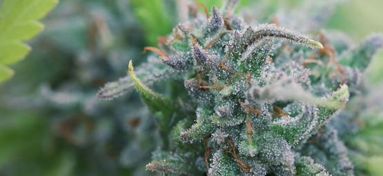 Como cultivar canábis orgânica em casa