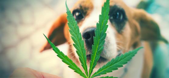 O que fazer se o seu animal de estimação comer cannabis