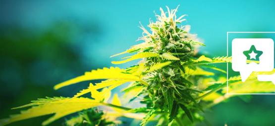 Power Flower: análise e informações sobre a variedade de cannabis