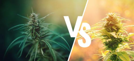 Qual a diferença entre canábis e cânhamo