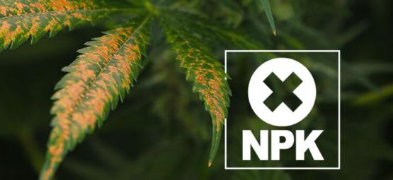 Como identificar e tratar o bloqueio de nutrientes na canábis