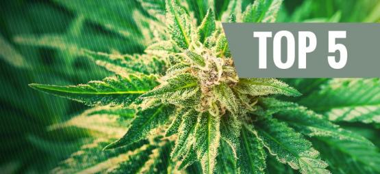 As 5 melhores variedades de cannabis ruderalis