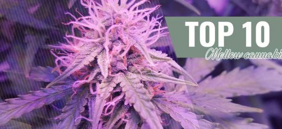 Top 10 variedades de cannabis suaves