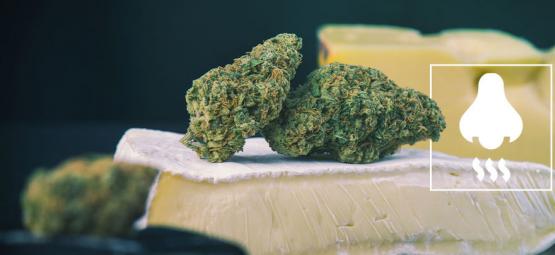 Variedades Cheese: O que está por detrás do aroma?
