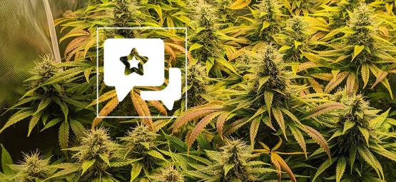 Análise da variedade: The Church da Greenhouse Seeds