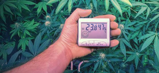 As temperaturas ideais para o cultivo de canábis