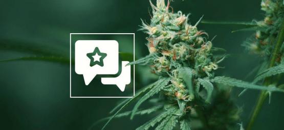 Big Buddha Cheese: Análise e informações sobre a variedade de canábis