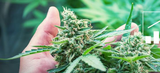 6 formas de aumentar o rendimento do cannabis