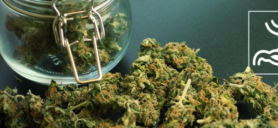 Como é que o cannabis influencia o sistema digestivo?