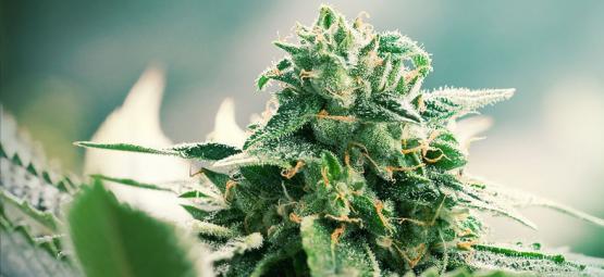 A origem da cannabis Haze