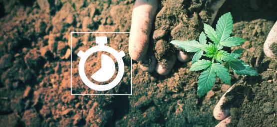 Quanto tempo demora a cultivar canábis?