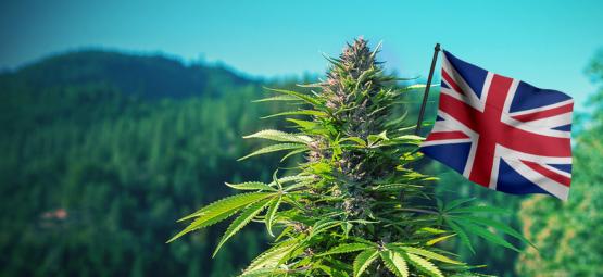 As melhores variedades de cannabis para cultivo no exterior no Reino Unido