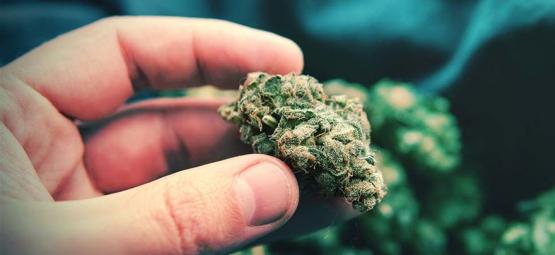 Buds de cannabis popcorn: o que são e como evitá-los